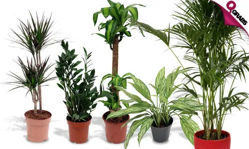 From QR35 Add Life to your Home with Indoor Plants! (Up to QR700 Value)